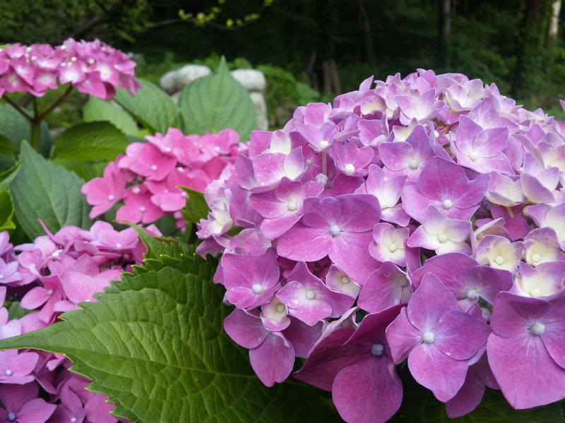 growth, vulnerability, flower head, no people, freshness, 4K, hydrangea, flower, inflorescence, outdoors, pink, pink color, close-up, day, plant, beauty in nature