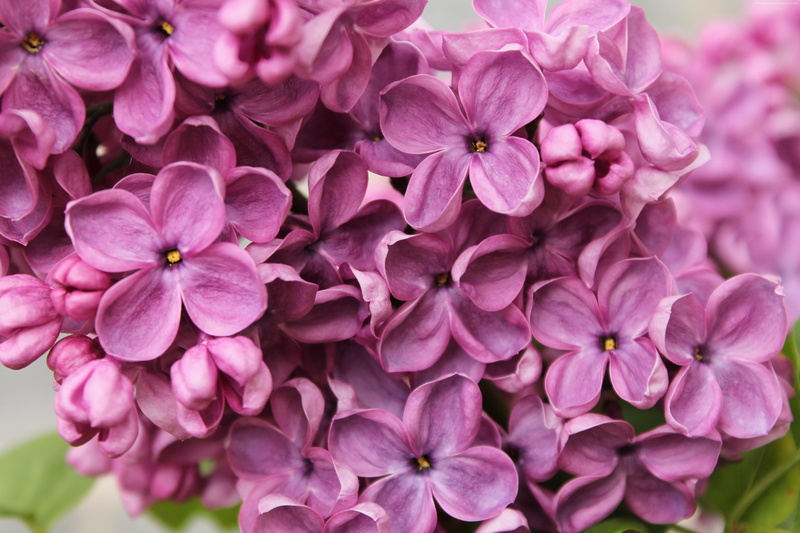 close-up, 5k, 4K, inflorescence, flowering plant, pink color, fragility, outdoors, day, focus on foreground, flower, growth, 4k, purple, no people, bunch of flowers