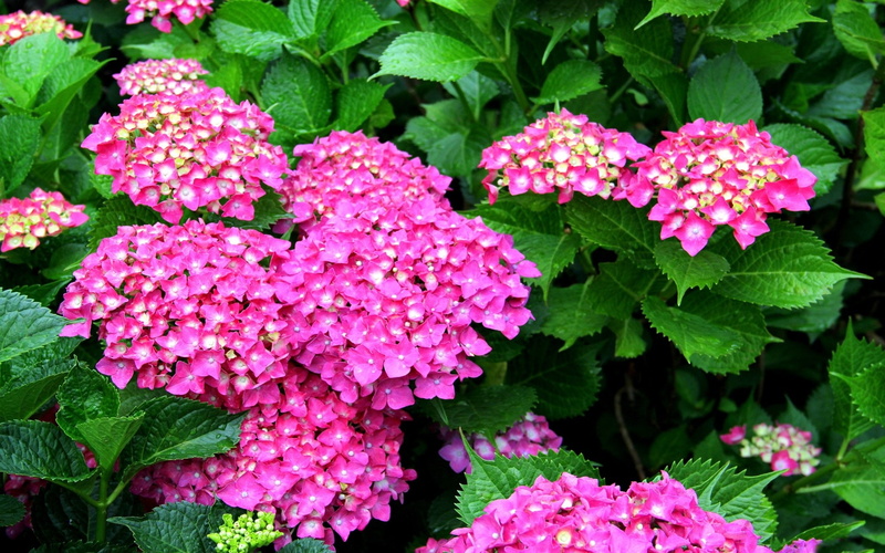 nature, 2K, flower, hd, hydrangea, pink