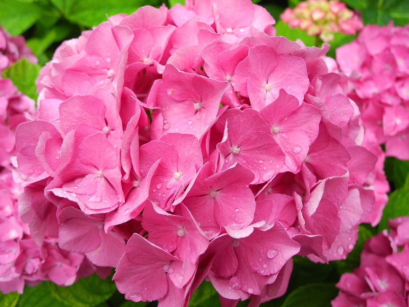 springtime, Pink, inflorescence, flowering plant, Hydrangea, growth, pink color, Flower, freshness, bunch of flowers, nature, pink hydrangea, raindrop