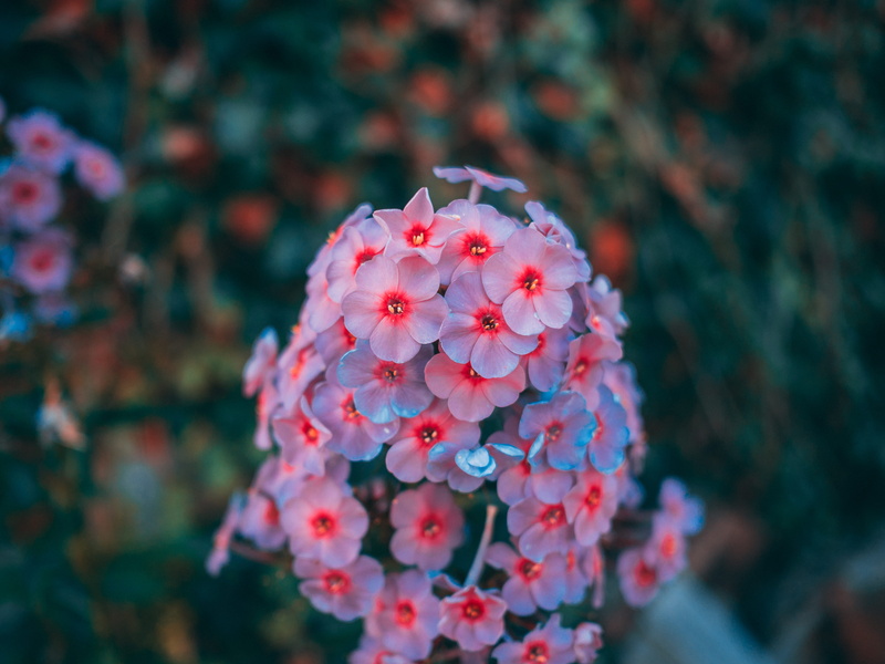 flower head, blossom, no people, photography, pink color, flower, focus on foreground, nature photography, inflorescence, flora, day, season, park, plant