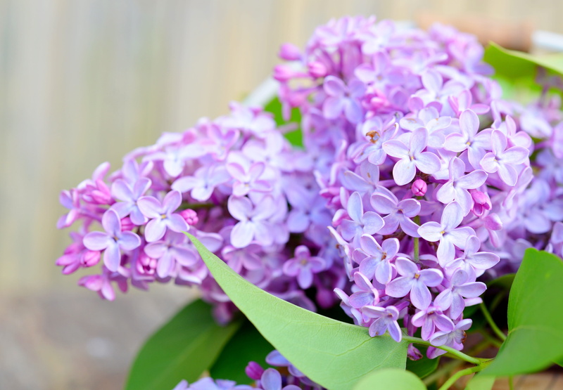pink, plant, Petals, plant part, lilac flowers, Lilac, petal, pink color, focus, bloom, Spring, flower, photography, lilac bush, inflorescence, flower head