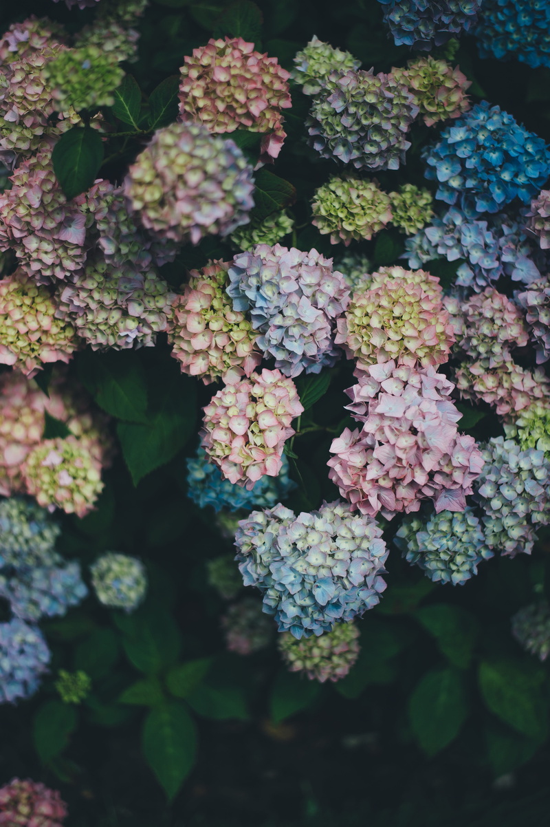 plant, pink, hydrangeas, petals, fragility, blue, 5K, day, flowering plant, abundance, nature, plant part, yellow-blue, bunch of flowers, outdoors, high angle view