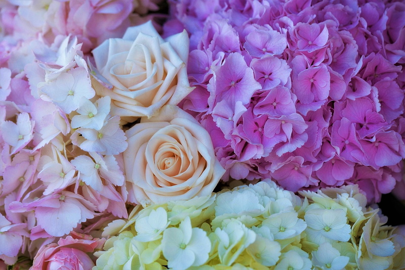 Pink Flower, Rose, Earth, Hydrangea, Pastel, Flower, Flowers, White Flower, 1080P