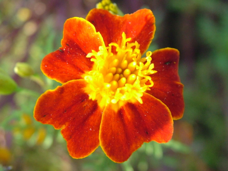 velvety, flower, 1080P, 3d and abstract, orange