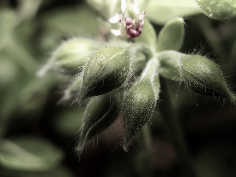 vulnerability, flower, flower head, tranquility, flowering, growth, beginnings, green color, green, selective focus, outdoors, nature, softness, velvety