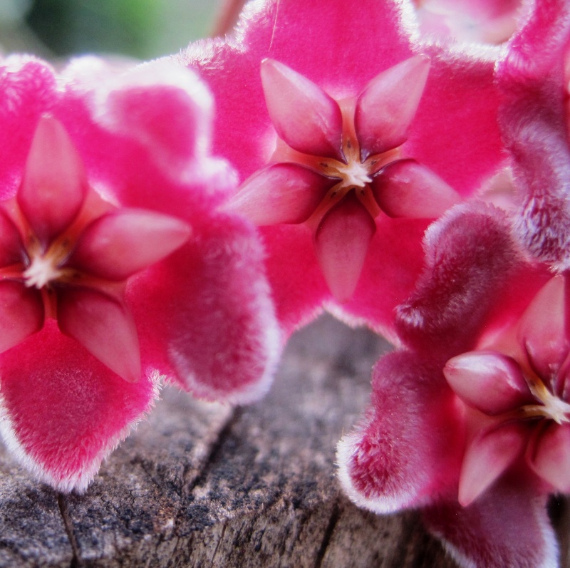 fragility, 1080P, red, freshness, close-up, outdoors, waxplant, day, beauty in nature, selective focus, pink color, no people, pink, waxy, growth, flowering plant