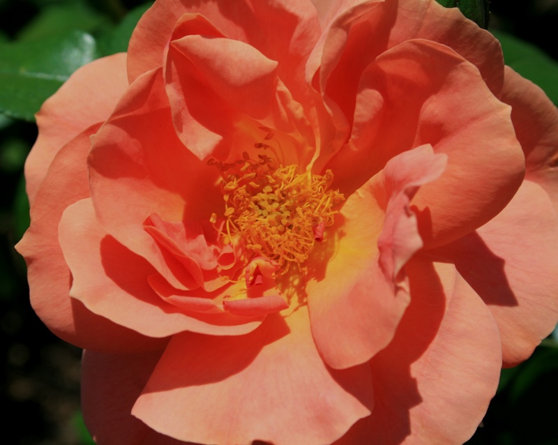rose, fragility, flower head, centre, outdoors, garden, apricot, 2K, day, red, nature, focus on foreground, flower, soft, springtime, petal, pollen, pink-orange