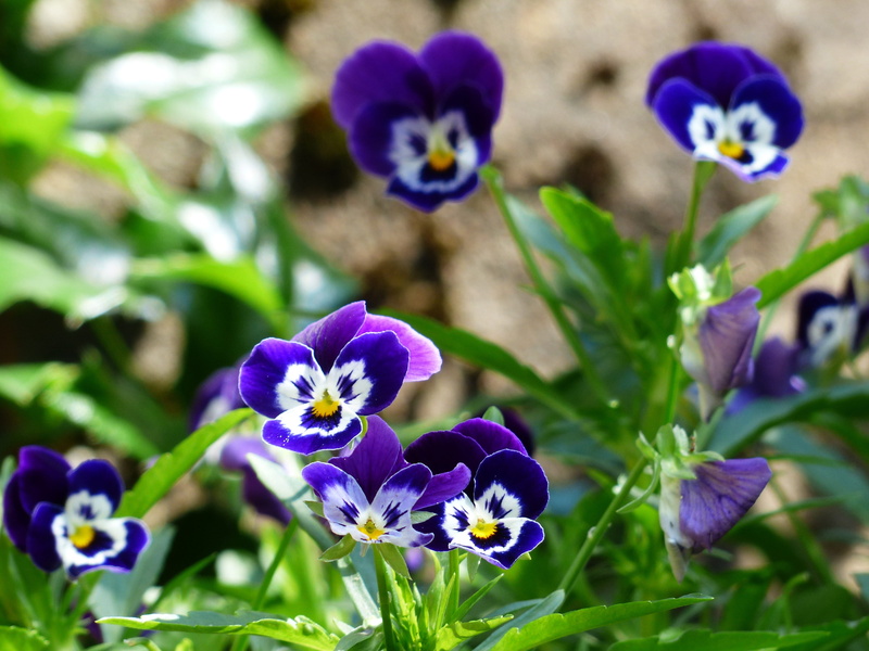 outdoors, 4K, petals, funny, velvety, plant, bloom, purple, spring, selective focus, garden, laugh, flowering plant, viola, fragility, colorful, inflorescence