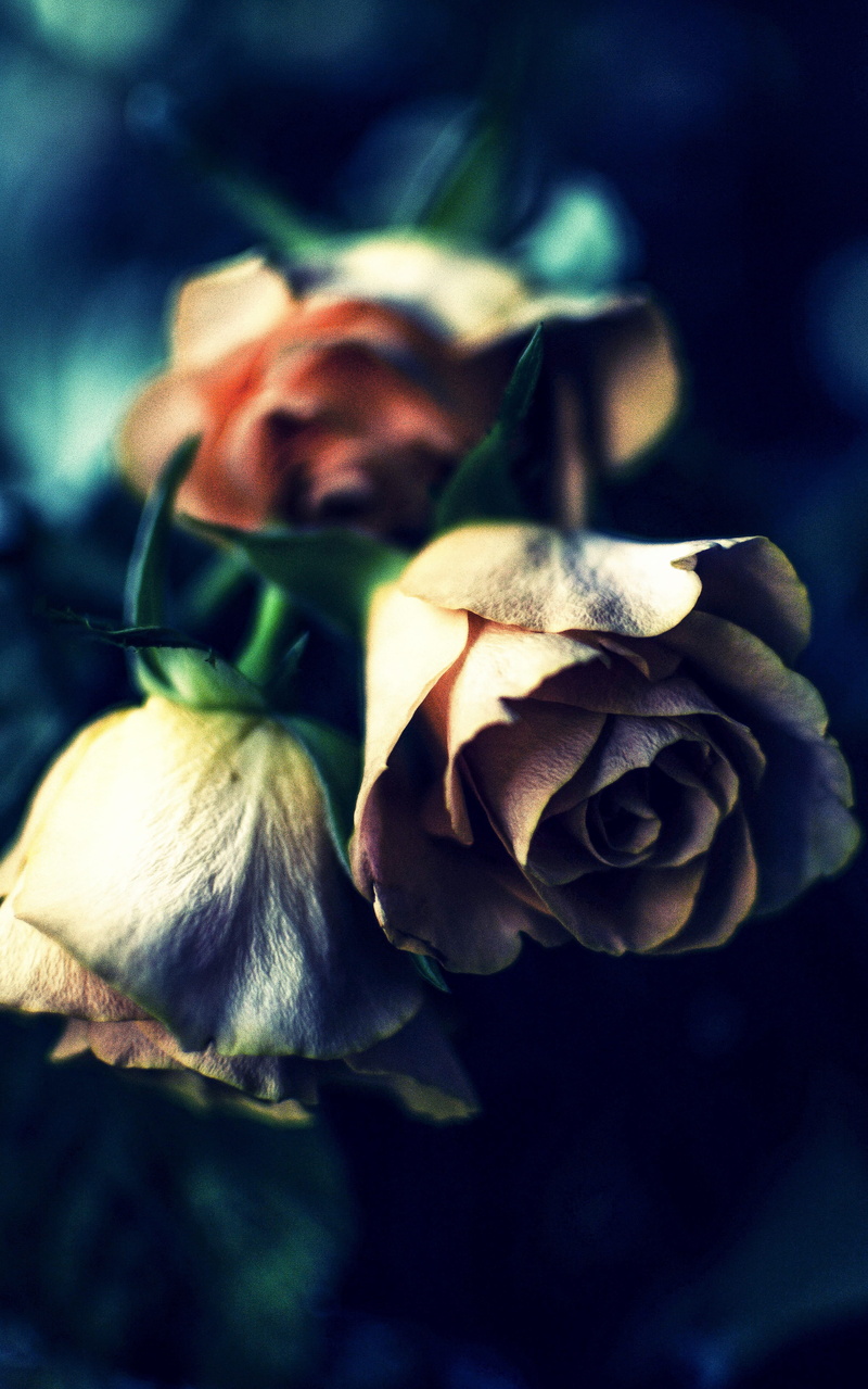 natural, nature, beauty in nature, flowers, growth, design, 4K, vintage floral, flower, decor, bokeh, shallow, roses, plant, flowering plant, decoration