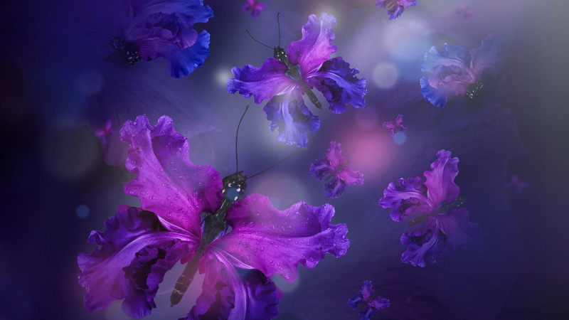 lilac, flower, iris, irises, butterflies, abstract art, fantasy art, butterfly, 1080P, purple, violet
