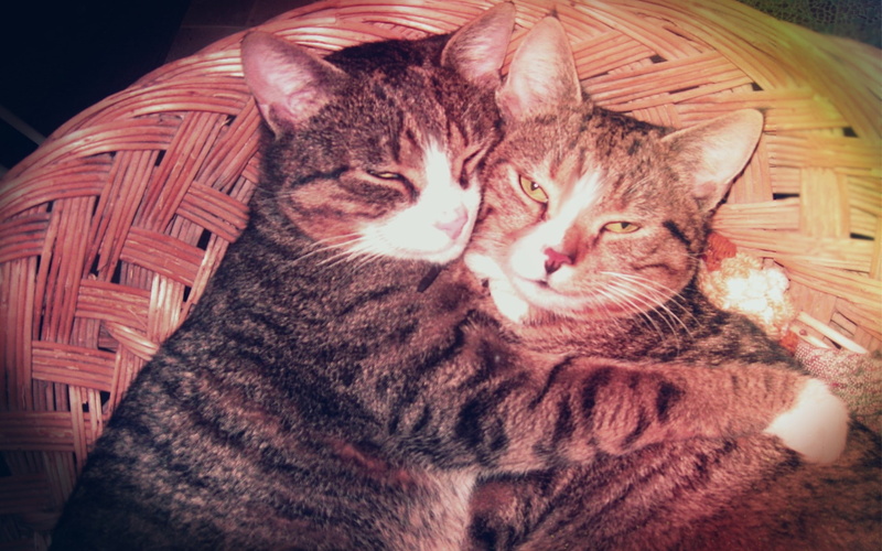 effects, hugging, whiskers, ears, cats, brothers, love, animals, pets, vintage, 1080P