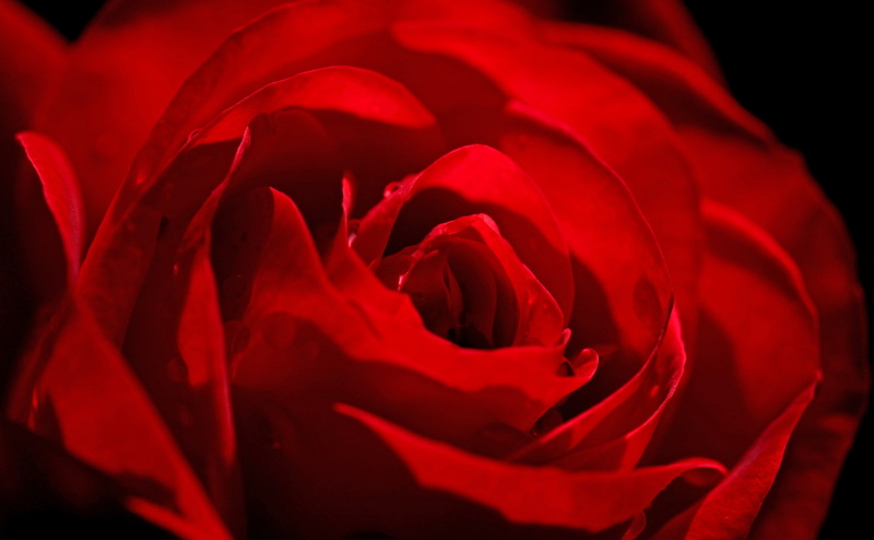 close-up, love, Valentines Day, rose - flower, inflorescence, positive emotion, plant, petal, outdoors, black background, Blossom, redrose, flower head