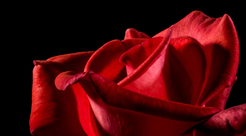 black, Valentines Day, Blossom, Flower, black background, petal, redrose, Rose, close-up, emotion, red, background, single, nature, valentines day - holiday