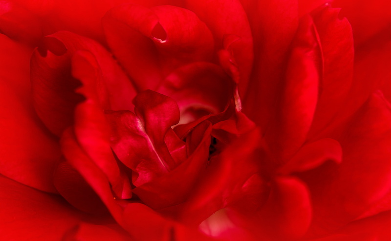 valentines day - holiday, rosebloom, Plant, redrose, Aero, petal, red, close-up, Flower, backgrounds, flower head, fragility, Valentine, softness, Blossom