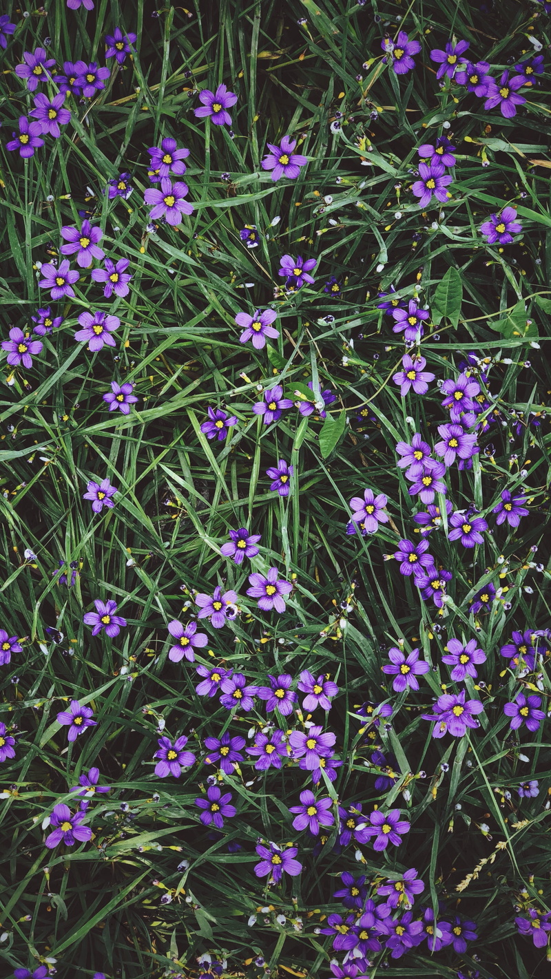 day, tehran, background, tineyflower, flowerz, purple, land, mobile, tiney flower, plant, purpleflowers, flower, vulnerability, flowers, full frame
