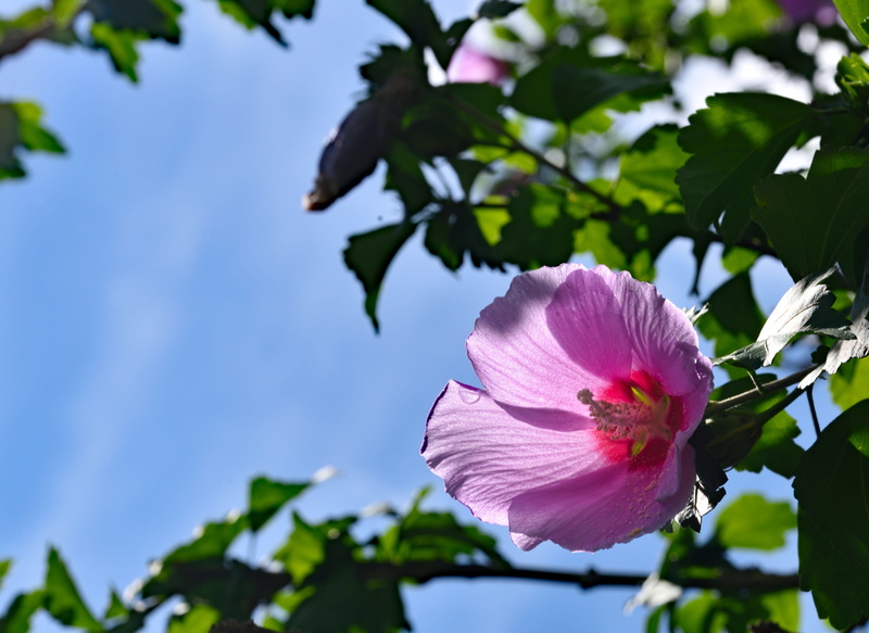 flowering plant, outdoors, pink color, flower head, vulnerability, petal, close-up, purpleflowers, beauty in nature, hibiscus, day, growth, pollen, plant