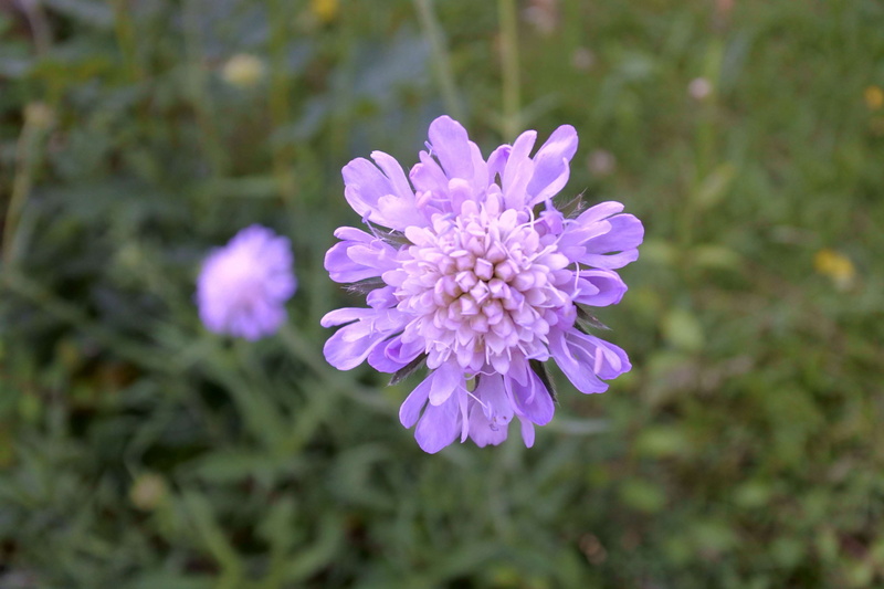 4K, purple, flowering plant, vulnerability, petal, nature, no people, inflorescence, beauty in nature, plant, flower, freshness, flower head, flowers