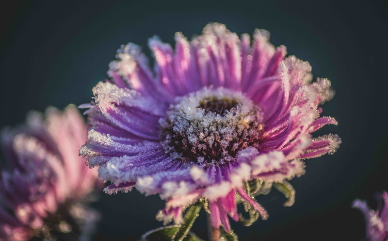 Autumn, 5K, Frozen, Flowers, Beautiful, Macro, Nature, purpleflower, flower
