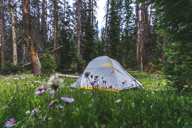 woodland, non-Urban Scene, yellow, vacations, wilderness, daytime, outdoors, pine, camping, grass, forest, environment, gray, flower, dome, leisure Activity