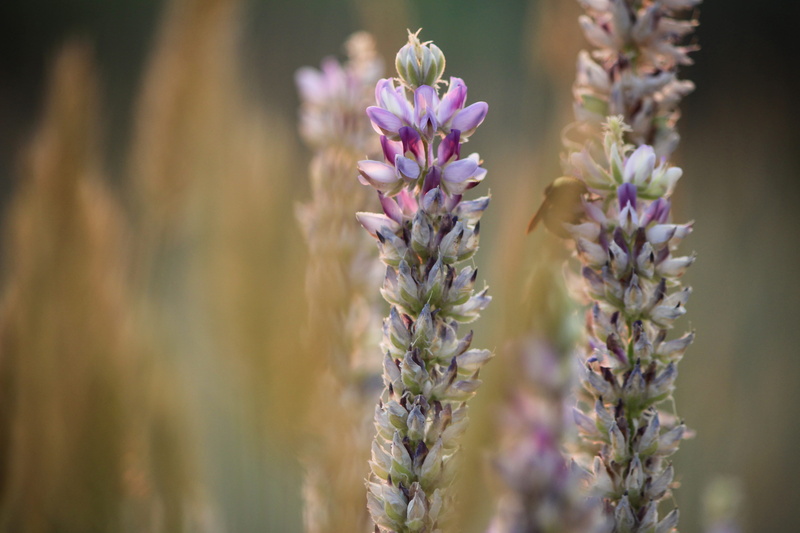 amaranthaceae, day, wildflower, inflorescence, flowering plant, lupin, flowers, depth of field, flora, petal, bee, growth, beauty in nature, bloom, flower arrangement
