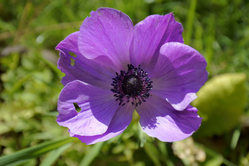 focus on foreground, petal, purpleflower, close-up, plant, beautiful flowers, flower head, freshness, day, nature, growth, pollination, inflorescence, pollen