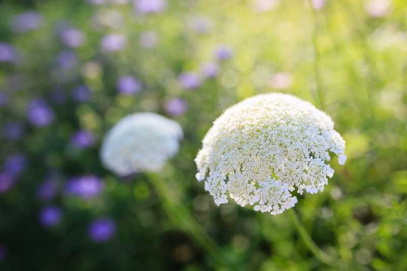 vegetable, united states, growth, purpleflowers, green color, land, outdoors, day, beauty in nature, focus on foreground, vulnerability, flower head, flowering plant