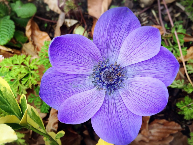 flowering plant, focus on foreground, flower head, plant, day, nature, purple, pollen, flower, purpleflower, fragility, 2K, close-up, freshness, petal