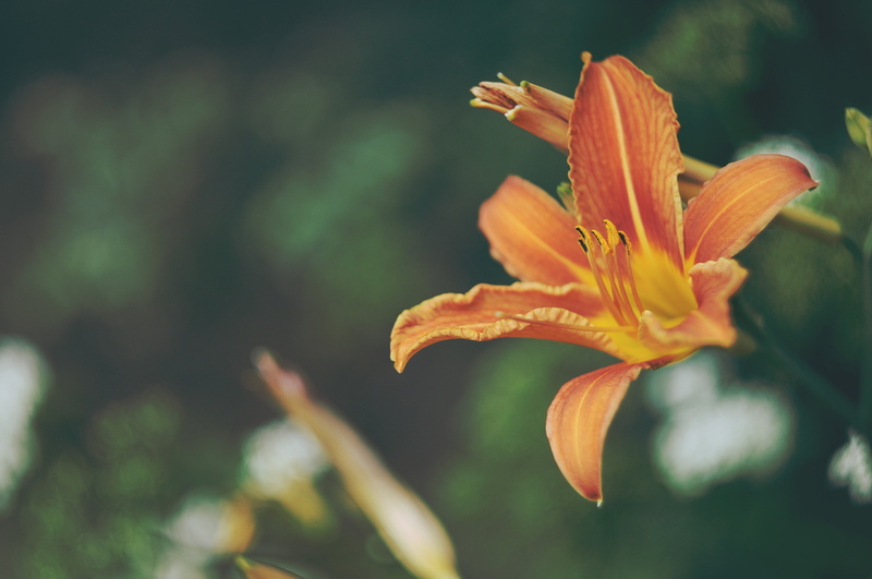 day, fragility, freshness, vulnerability, pollen, outdoors, 4K, orange color, close-up, growth, flowers, petal, orange, inflorescence, plant, flower, nature