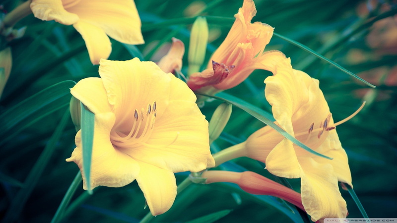 close-up, plant, focus on foreground, 1080P, fragility, flower, flower head, nature, outdoors, inflorescence, day, beauty in nature, freshness, vulnerability