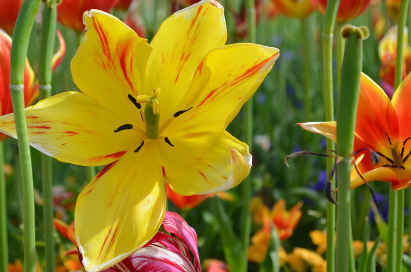 flower head, vulnerability, growth, lily, plant, beauty in nature, petal, 4K, day, no people, yellow, flowers, inflorescence, fragility, focus on foreground