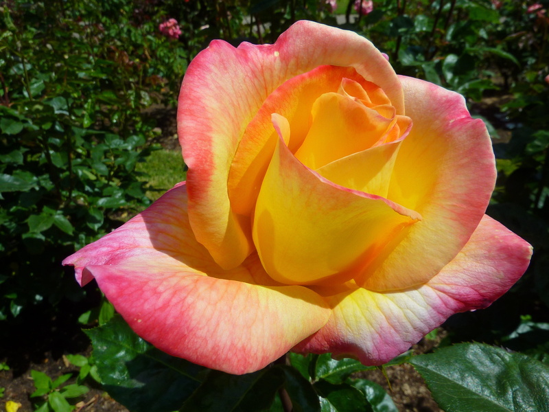 flowering plant, yellow, no people, passion, flora, beauty in nature, rose - flower, marriage, petaled, growth, beautiful, fragrance, velvety, beauty, flower head