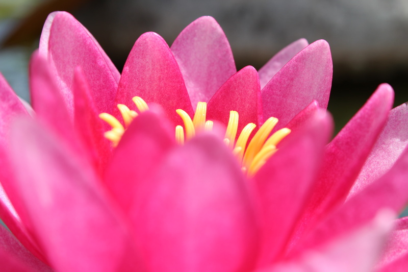 growth, beauty in nature, day, inflorescence, fragility, nature, soft focus, no people, crocus, flowering plant, flower, 5K, selective focus, water lily