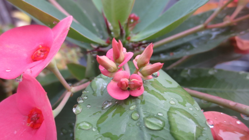day, raindrop, freshness, no people, flower head, plants, pink color, water drops, beauty in nature, plant part, plant, 4K, photography, water, outdoors