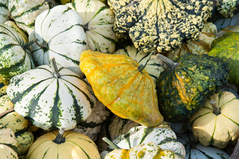 day, retail, gourd, yellow, healthy eating, cucurbitales, fruit, spherical, freshness, 4K, plant, pumpkin, for sale, wellbeing, sale, creeper, market