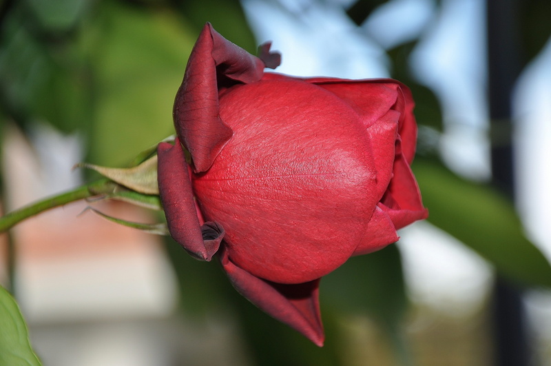 nature, pink, rosoideae, macro, leaf, outdoors, focus on foreground, marriage, vulnerability, rose - flower, red, leaves, velvety, no people, summer, fragility