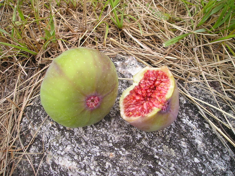 ripe, food, passion fruit, field, sweet, nature, close-up, Euro, tree, italy, euro dynasty, green color, eat, wellbeing, red, Ficus Carica, 1080P, fruit