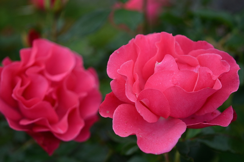 leaves, bloom, green, ornamental garden, fragility, rosaceae, day, beauty, flowery, beauty In Nature, rose, no people, rosoideae, flower Head, flora, velvety