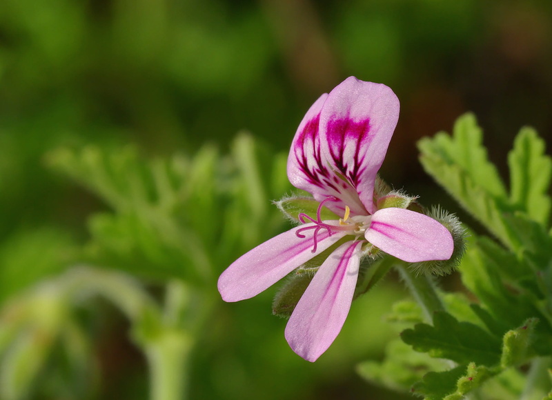 geranium, pink, petaled, green color, plant, inflorescence, rosids, geraniaceae, fragility, bloom, selective focus, pelargonium graveolens, growth, freshness