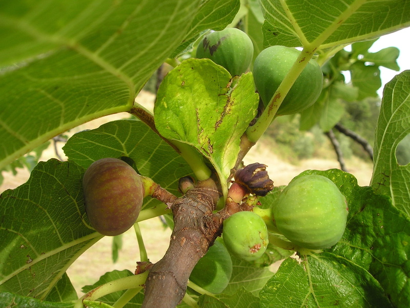 freshness, green color, mulberry blueberry plant, growth, italy, outdoors, healthy eating, eat, Ficus Carica, green, day, fruit, euro dynasty, nature, food and drink