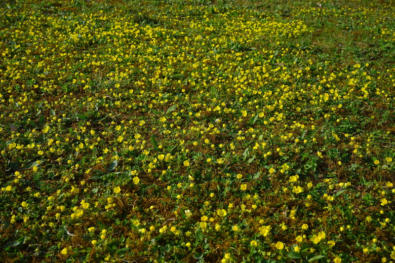 helix groundcover, waldsteinia ternata, full frame, land, growth, flowering plant, high angle view, trifoliate waldsteinie, bloom, rush, Strawberry, beauty in nature