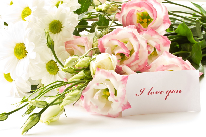 5K, softness, petal, pink, vulnerability, daisies, flower head, pink color, inflorescence, plant, rose, text, daisy, white, close-up, lisianthus, freshness