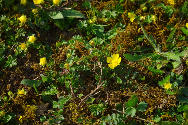 trifoliate waldsteinie, blossom, outdoors, bloom, carpet-gold strawberry, three leaf-gold strawberry, leaf, 5K, field, waldsteinia ternata, golden yellow