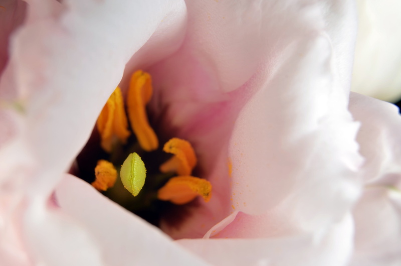 4K, flower head, inflorescence, close-up, bloom, Lisianthus, flower, springtime, green, orange, beauty in nature, freshness, noble, tender, blossom, outdoors