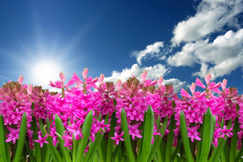 freshness, no people, flowerbed, plant, pink, flower, jasmine, spring flower, blue, nature, bloom, sky, cloud - sky, day, garden, cloudy, blossom, vulnerability