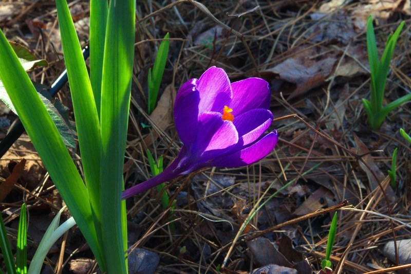 colorful, blossom, early, flower head, purple, petal, fragility, nature, bloom, corm, spring, day, close-up, flowering plant, no people, green, vulnerability