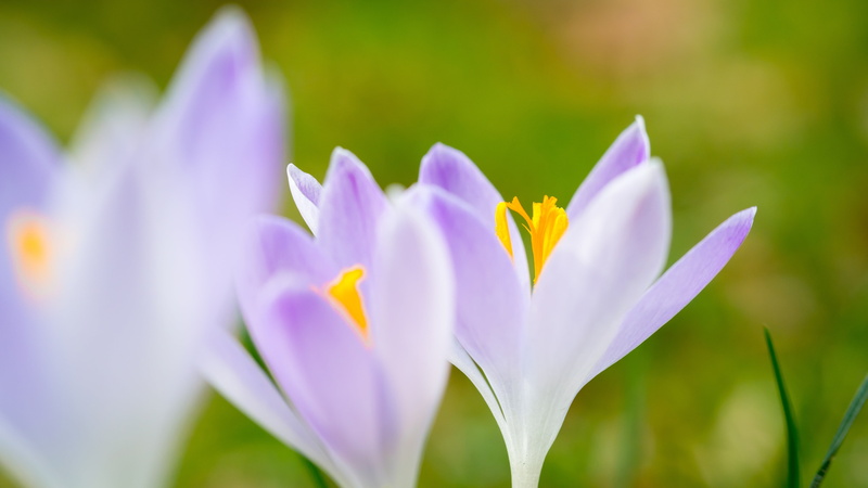 harbinger of spring, freshness, flower head, ornamental garden, white, bloom, petal, meadow, pistil, fragility, growth, crocus, light, close-up, springtime