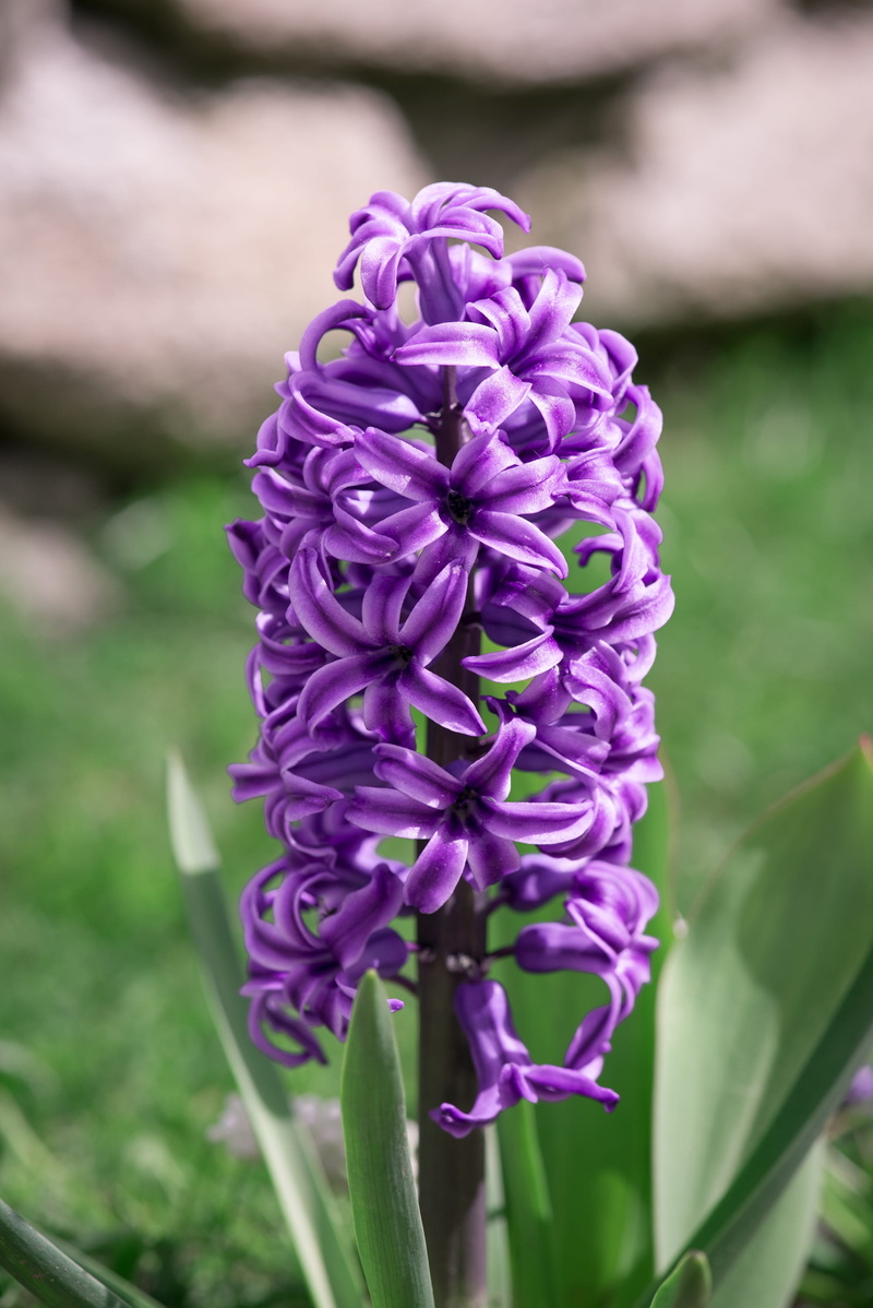 violet, flora, pink color, bloom, beauty in nature, nature, outdoors, hyacinth, botany, growth, springtime, spring, purple, lilac, selective focus, plant