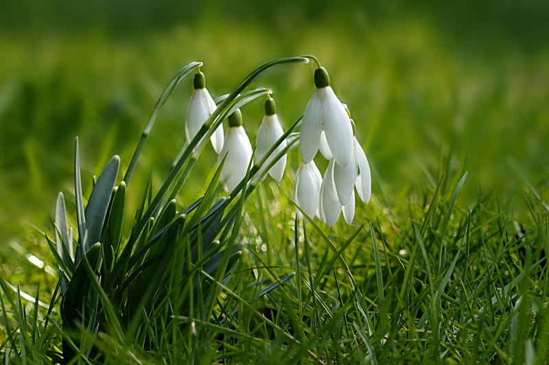 outdoors, field, white, day, flowers, petaled, springtime, flower, beauty in nature, galanthus, no people, snowdrop, plant, flowering plant, land, growth