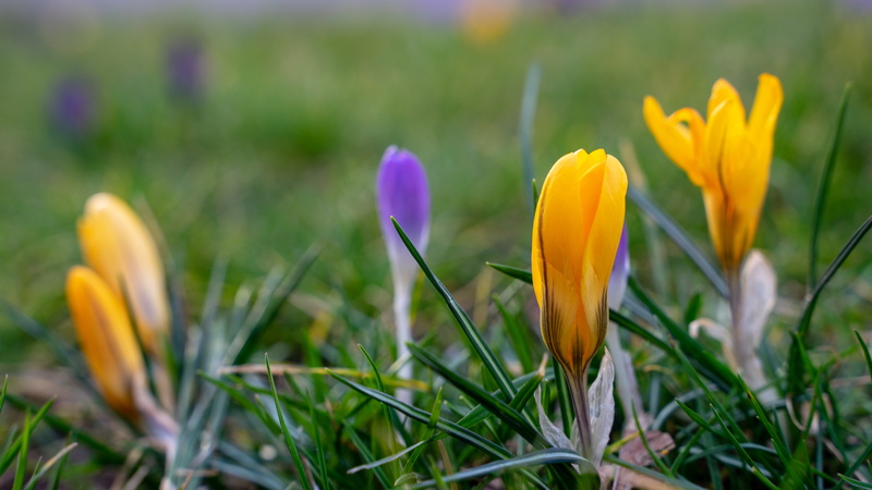 5K, petal, spring crocus, the beginning of spring, freshness, purple, outdoors, yellow, inflorescence, springtime, growth, flowerbed, spring, field, plant